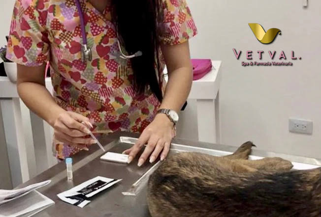 Baño de mascota en Vetval