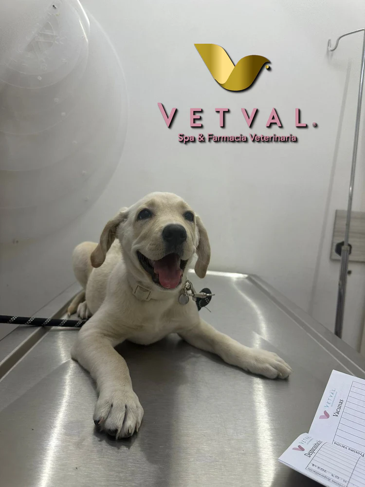 Perro envuelto en toalla Vetval