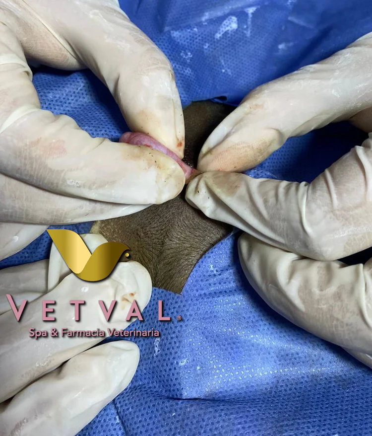 Servicio de secado en Vetval
