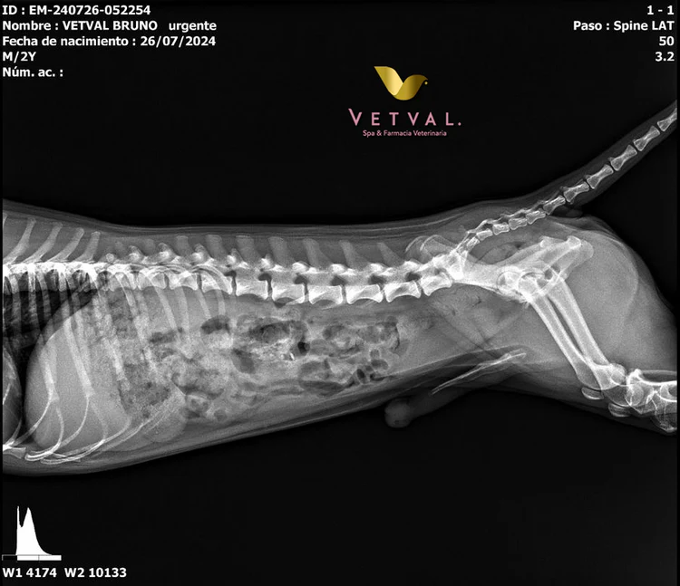 Perro siendo atendido en Vetval