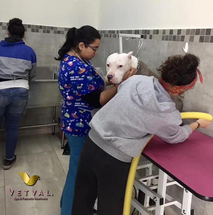 Baño de mascota en Vetval