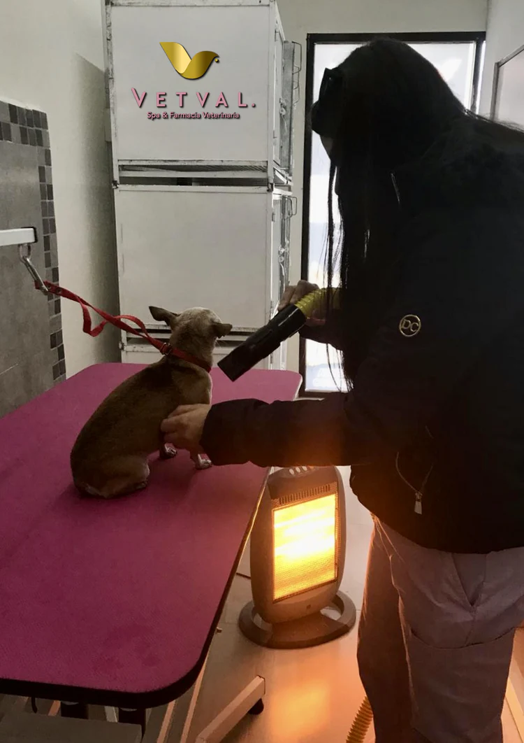 Perro siendo atendido en Vetval