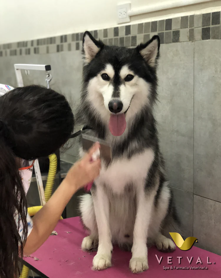 Perro siendo atendido en Vetval
