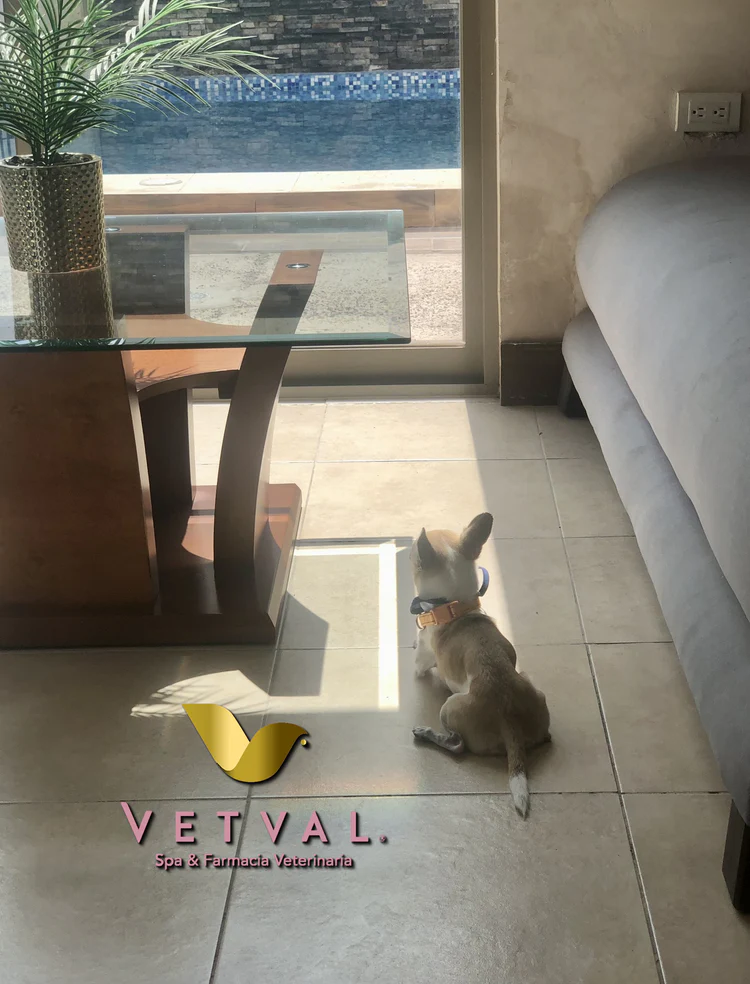 Baño de mascota en Vetval