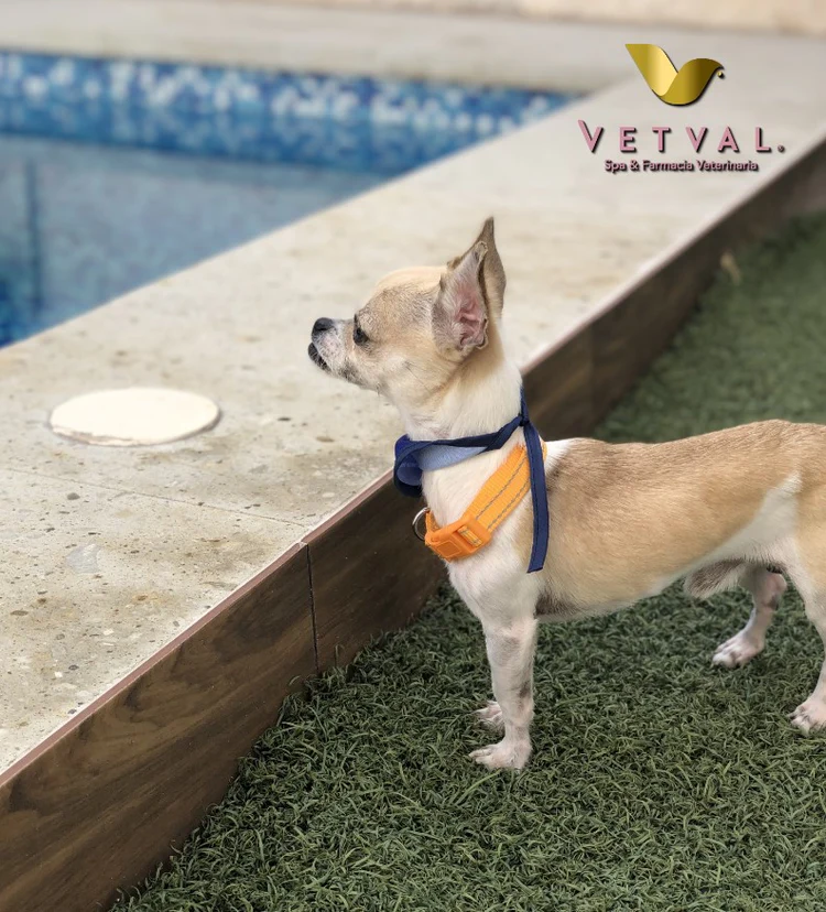 Perro envuelto en toalla Vetval