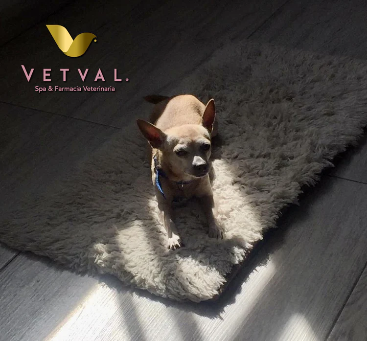 Perro siendo atendido en Vetval