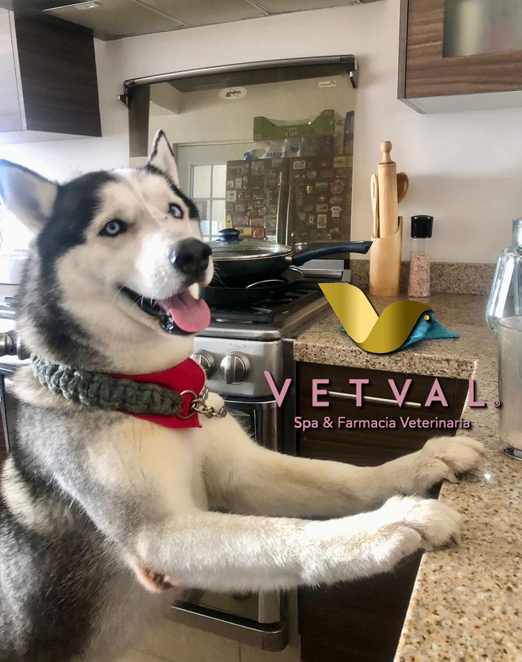 Perro siendo atendido en Vetval